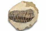 Bargain, Crotalocephalina Trilobite - Atchana, Morocco #254507-3